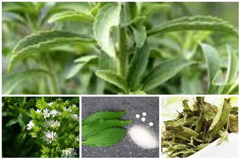 Photo of Stevia ou la plante miracle