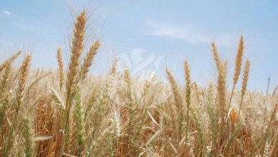 Photo of Une baisse de 60% par rapport à l’année passée: Plus de 376.000 quintaux de céréales collectés à Constantine