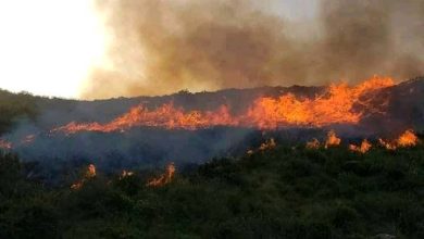 Photo of Feux de forêts : Tizi-Ouzou et Bejaïa toujours en proie aux flammes