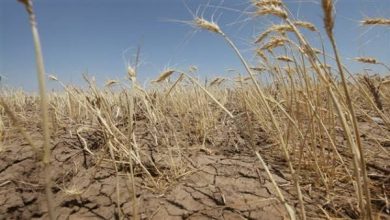 Photo of Mesures spéciales décidées par Tebboune en faveur des agriculteurs victimes des effets de la sécheresse : Une décision applaudie