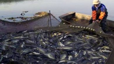 Photo of Pêche de Tilapia : Aide de l’Etat de 50 DA au Kilo à partir de janvier