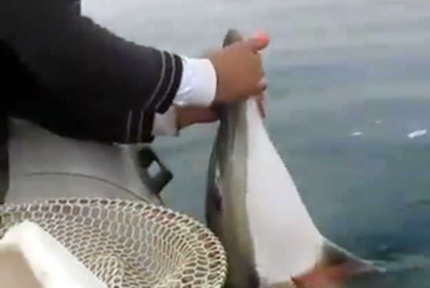 Photo of Massacre au large des côtes algériennes: Des Requins « humains » tuent des dauphins pour un obscur business