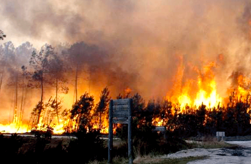Photo of Catastrophe écologique à Bouira : le feu a tout ravagé