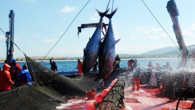 Photo of Le secteur de la pêche en a obtenu l’autorisation:Des fermes d’engraissement du thon rouge dès 2022