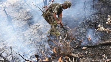 Photo of Feux de forêts à Tizi-Ouzou : Terrible drame, des morts et des dégâts…