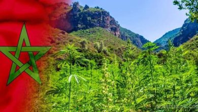 Photo of Record Toxique du Maroc: Il est numéro 1 mondial dans la production du cannabis