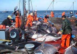 Photo of Pêche : augmentation du quota de l’Algérie de thon rouge à 2046 tonnes en 2024